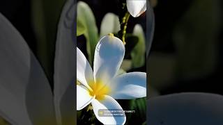 Plant flowering  Lily flowering  greenery  white flower and yellow [upl. by Eaj693]