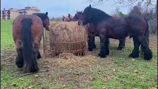 🐎Yeguas con y sin cría en Álava [upl. by Nethsa]