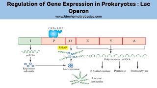 Lac Operon Explained Easy  Regulation of Gene Expression [upl. by Racklin]