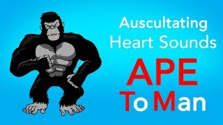 Auscultating Heart Sounds  APE To Man [upl. by Nnaeinahpets]