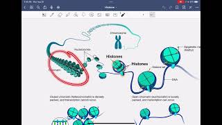 An introduction of Histone [upl. by Tito]