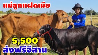 18 พย67 วัวสำหรับเกษตรกร แม่ลูกสาว 14500 สาวน้อยเริ่มที่ 5500 แถมส่งฟรี [upl. by Narf]