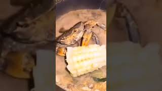 crabs eat corn while cooking  funniest video [upl. by Scharf]