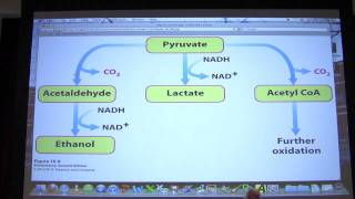 22 Biochemistry Glycolysis II Lecture for Kevin Aherns BB 450550 [upl. by Agueda681]