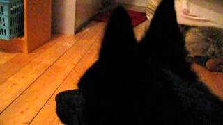 This is what schipperke barking sounds like [upl. by Irolam]