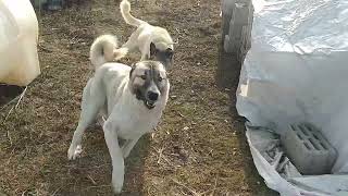 KANGAL  KANGALDOG  QURDBASAR  VİLLAGE  KÖY [upl. by Letsou]