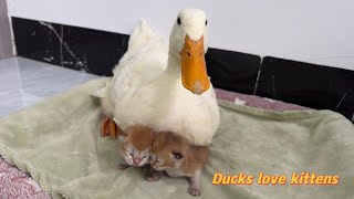 Ducks know how to take care of kittens better than mother catsThe cat is surprised😂So funny cute [upl. by Krys]