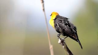 Yellowheaded Blackbird calling out [upl. by Bainbridge]