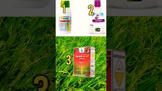 Best insecticide in paddy telugu  ampligo vs coragen vs caldan50sp  Paddy cultivation [upl. by Seleta517]