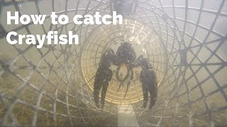 How to Catch Crayfish UK Crayfishing [upl. by Marguerie208]