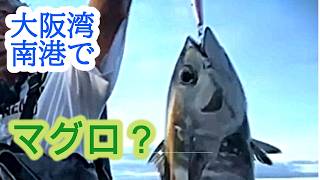 【ショアジギング】前編 大阪の沖堤防でまさかの魚 釣行２０２４年１０月中旬ごろ [upl. by Warrenne]