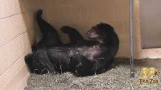 Andean Bear Cub Wrestling with Mom [upl. by Anotal648]