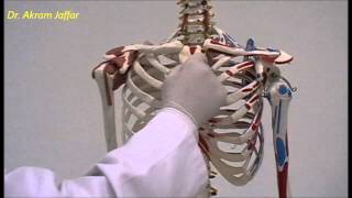 Osteology of thoracic cage Sternum [upl. by Maryann]