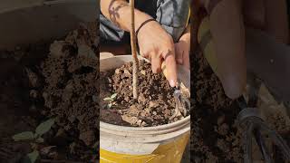 How to soften the soil around the plants shorts [upl. by Cavit]