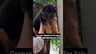 German Shepherd For Sale At Best Price  German Shepherd For Sale In Delhi [upl. by Nwahsaj721]