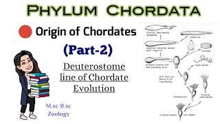 Part2 Origin of Chordates Reasons for Deuterostome line of Chordate evolutionMSc BSc Zoology [upl. by Etam]