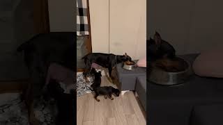 Annelik içgüdüsü 🥹😱 köpek doberman dog dobermanlove [upl. by Haland]