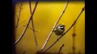 Golden winged Warbler in Kent February 1989 [upl. by Goodwin]