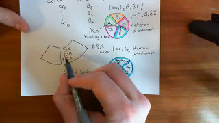 The Structure and Opening Mechanism of CysLoop Receptors Part 5 [upl. by Leamiba]