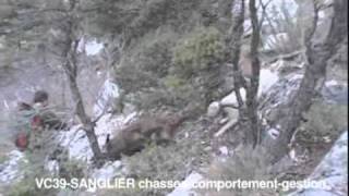 Gestion de la chasse au sanglier [upl. by Duncan895]