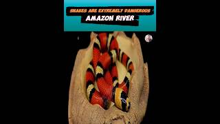 Coral snake of the Amazon  Deadly Danger  coralsnake amazon dangerousanimals nature [upl. by Iarised404]