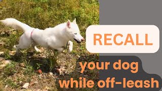 Tips for training Recall with your dog [upl. by Ahseeyt]