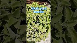 ajwain plant benefits herbalplantsshortvideo [upl. by Aerdnua]