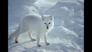 Arctic fox hunter of the arctic I National Geographic Documentary [upl. by Lief]