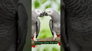 Top Smartest Animals in the Wild viralvideo Shortvideo ViralShort [upl. by Ainotna]