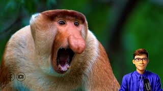 ស្វាច្រមុះធំ Discovering the Proboscis Monkey Borneos Fascinating Primate [upl. by Zillah459]