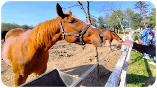 Ergela Ljubičevo  Požarevac Srbija 4K 🏇 [upl. by Neisa827]