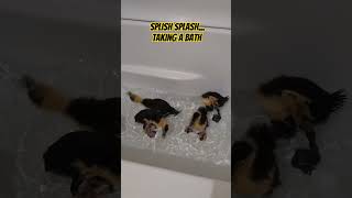 Splish Splash Taking A Bath  Wont Fit In The Sink Anymore duckling duck baby cute shorts fun [upl. by Sitelc]