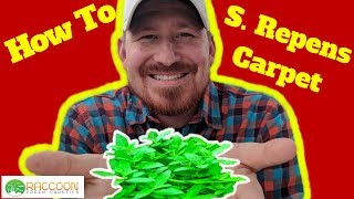 How to Grow an S Repens Carpet  Staurogyne Repens [upl. by Yellat304]