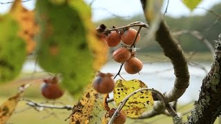 Persimmon  Native Fruit Trees for Wildlife [upl. by Arraes]