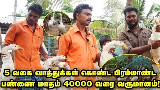 5 வகை வாத்துக்கள் கொண்ட பிரம்மாண்ட பண்ணை  மாதம் 40000 வரை வருமானம்  Duck Farm in Tamil [upl. by Starobin149]