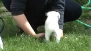 Fox Terrier Puppies [upl. by Vories]