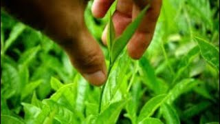 Top 5 Important Medicinal Plants  Tulsi Aloevera Turmeric Asuro Ghodtapre Asiatic Pennywort [upl. by Oelc]