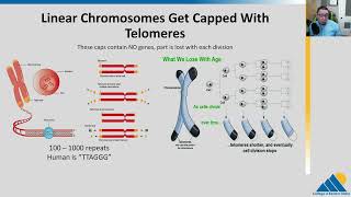 BIOL201 Ch145  DNA Replication in Eukaryotes [upl. by Oconnor385]