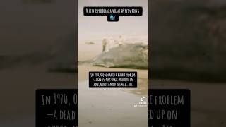 The exploding whale explodingwhale history weirdhistory epicfail fails minidocumentary tiktok [upl. by Hoffer]