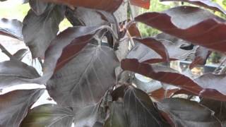 Fagus sylvatica Riversi Rivers Copper Beech tree [upl. by Adyht]