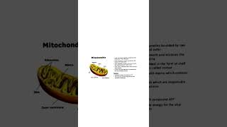 nucleus structure  mitochondria structure  ytshorts milenge nhi  education  shorts [upl. by Rednijar]