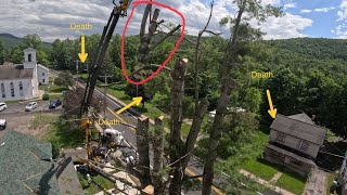 Electrifying pine tree removal [upl. by Convery]