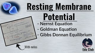 Resting Membrane Potential  Nernst potential  Equilibrium potential   Nerve Muscle Physiology [upl. by Arrais]