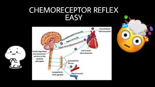 Chemoreceptor reflex explained  Blood Pressure Regulation [upl. by Amelia]