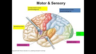 Cortex Sensory Motor and Association Areas of brain  Brain Anatomy Anatomy of the Human Brain [upl. by Anelys]