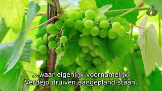 Monteabellon Verdejo heerlijk bij asperges [upl. by Asseral731]