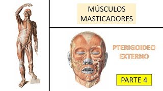 Músculo pterigoideo externo  BiologiaXXI [upl. by Bank]