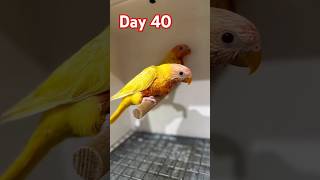 lutino Ranibow lory baby growth from 1 to 40 days birds babygrowth birdbreeding lory parrot [upl. by Spindell]