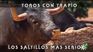 Toros de Saltillo serios y de mayor trapío para la lidia de Ceret Francia  Toros desde Andalucía [upl. by Elum]