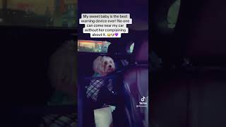 Best warning device ever puppy adventurepup dogbreeds pets doglover dogbreed shichon dog [upl. by Ayra]